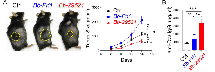 A. Image of tumor burden in indicated mice (left) with summary graph of growth (right). Large tumor indicates poor anti-tumor immune response B. Summary graph of serum specific IgG in indicated group after vaccination towards “ova”. High anti-Ova IgG indicates good vaccine response