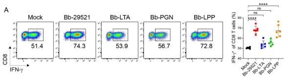 A. Representative flow cytometry plots of IFN-g production in CD8 T cells which were co-cultured with dendritic cells that were stimulated with either Bb-29521 whole bacteria or lipoteichoic acid (LTA), peptidoglycan (PGN) or lipoprotein (LPP) isolated from Bb-29521. Summary graph is to the right