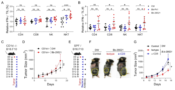 A. Summary graph of frequencies of IFN-g expressions within CD4 T, CD8 T, Natural Killer, and Natural Killer T cells in tumor infiltrating lymphocytes (TILs). B. Summary graph of absolute numbers of IFN-g expressing CD4 T, CD8 T, Natural Killer, and Natural Killer T cells in tumor infiltrating lymphocytes (TILs). C. Experimental scheme of tumor model in CD1d -/- mice (NKT cell deficient mice) D. Tumor growth curve in CD1d -/- mice fed either drinking water or Bb-29521 E. Experimental scheme of tumor model in B6 mice treated with anti-CD8 depleting antibodies F. Representative image of tumor sizes on indicated groups of mice G. Tumor growth curve in indicated groups of mice