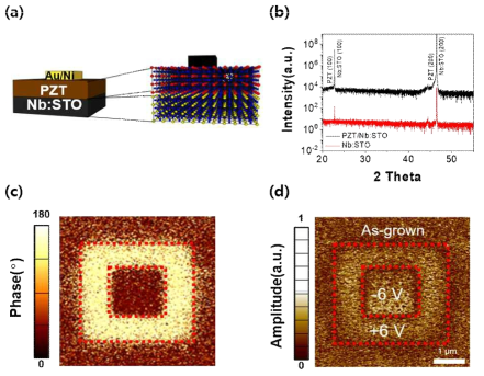 (a) Au/Ni/PZT/Nb:STO 소자 모식도. (b) Nb:STO 기판과 PZT/Nb:STO 이종접합의 XRD 데이터. PZT/Nb:STO 구조상에서 domain 패터닝 이후의 out-of-plane piezoresponse force microscopy(PFM) (c) phase와 (d) amplitude 이미지