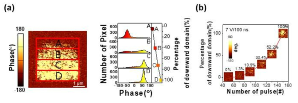 Au/Ni/PZT/Nb:STO 소자에서 (a) DC 전압의 크기와 (b) 인가된 펄스의 수에 따른 강유전체 domain의 스위칭 현상을 관찰한 PFM phase 측정 결과