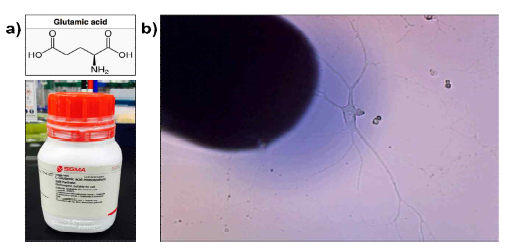 (a) 실험에 사용한 Glutamic Acid(글루탐산)의 분자구조식 및 사진. 단백질 아미노산 중 하나로 동물의 체내에서 신경전달물질으로 작용됨. (b) 단일 신경세포에 외부자극을 유입하는 모습을 시각화하기 위하여, 메틸렌 블루(Methylene blue) 세포 염색약이 섞인 Glutamic Acid, 0.4 μl 용량을 생체시료 근처에 주사함. (실제 이온농도 측정 실험에서는 세포 염색약을 제외하고 진행)