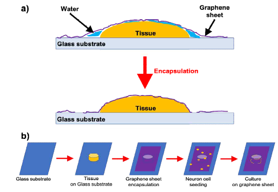 (a) 생체조직의 표면을 대표적 단일 원자층 2차원 소재 중 하나인 그래핀을 사용하여 유리 기판 위에 encapsulation 하는 모식도. (b) Encapsulation된 생체조직의 표면에 신경세포를 배양하여, 표면의 높낮이 단차 정보에 따라 신경 네트워크를 형성하는 과정에 대한 모식도