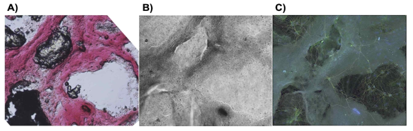 (a) 돼지의 폐 조직 절편 시료를 관찰한 광학 현미경 이미지 (b) 동일한 시료를 다층 그래핀 막으로 encapsulation한 뒤 같은 위치에서 관찰한 광학 현미경 이미지 (c) 쥐의 패마 신경 세포 폐포 내에 자리한 신경세포의 세포체가 주로 폐 조직의 구조를 따라서 축삭과 가지돌기를 생장시킨 모습