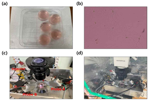 (a) 쥐의 두뇌의 대뇌변연계의 양쪽 측두엽에 위치한 해마에서 추출한 해마 신경세포. (b) 추출된 해마 신경세포를 in vitro 환경에서 약 4-5주간 배양함으로써 형성된 신경 네트워크 이미지. (c) 신경전달물질 주사를 위한 미세 injector와 ‘나트륨 이온(Na+) 선택적 나노피펫 탐침’ A, B 2개를 설치한 inverted optical microscope. (d) 특정이온의 분리 검출 측정 중 유입되는 외부 노이즈를 제거하기 위해 설치된 패러데이 케이지 차폐기를 가지는 측정기기