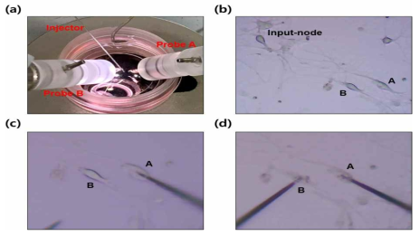 (a) Confocal dish 내에 해마 신경세포의 인근 위치로 injector와 탐침 A, B가 자리한 모습. (b) 측정에 사용된 입력 노드(pre-neuron)와 출력 노드(post-neuron) A, B의 모습. (c) 출력 노드(post-neuron) A에 탐침 A가 주사된 모습. (d) 출력 노드(post-neuron) B에 탐침 B가 주사되어, 각각의 탐침 A, B에서 이온 선택적 측정이 진행되는 모습