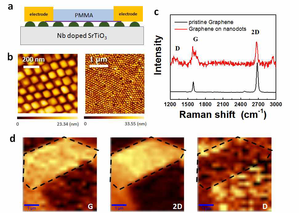 (a) 소자의 모식도. (b) BFO 나노점의 AFM topography. (c) pristine 그래핀과 나노점 위의 그래핀에 대한 Raman 스펙트럼. (d) Raman mapping 이미지