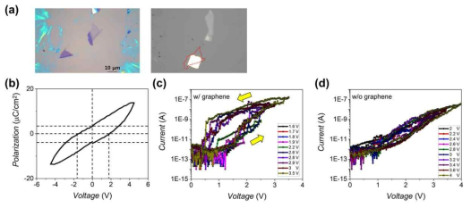 (a) SiO2/Si 기판 위에 박리된 그래핀과 wet transfer 방법으로 4.6 nm HZO 박막 위에 transfer 후 제작된 Ni/그래핀/HZO/LSMO 소자의 광학 현미경 사진. (b) Ni/그래핀/HZO/LSMO 소자의 전압에 따른 분극 변화 그래프. (c) 그래핀이 있는 소자(Ni/그래핀/HZO/LSMO)와 (d) 없는 소자(Ni/HZO/LSMO)의 전압에 따른 전류 그래프