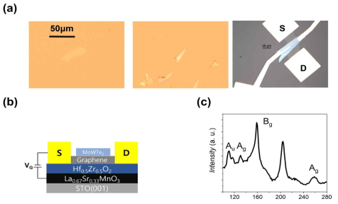 (a) Gel-pak 위에 직접 박리된 그래핀 및 MoWTe2와 HZO 8 nm 기판 위에 dry transfer 후 제작된 그래핀/MoWTe2 소자의 광학현미경 사진. (b) 그래핀/MoWTe2 소자 구조 모식도. (c) 박리된 MoWTe2의 Raman spectroscopy