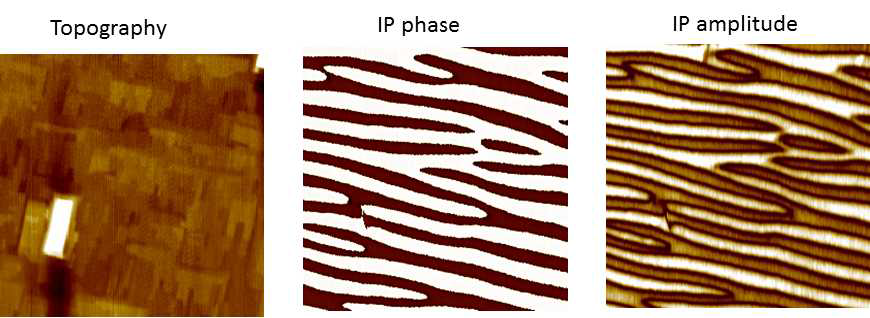 BFO/TSO 박막의 topography, in-plane PFM phase와 amplitude 이미지