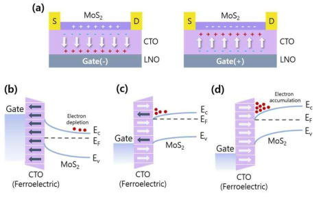 MoS2/CTO/LNO/LAO FET 소자의 동작 원리 모식도. (a) 음의 게이트 전압, 양의 게이트 전압이 인가되었을 때, 각각 CTO의 polarization에 따른 MoS2 채널의 전도도 변화. 전자의 (b) depletion, (c) intermediate 그리고 (d) accumulation 상태 각각에 대한 band 구조 및 전하 이동 모식도