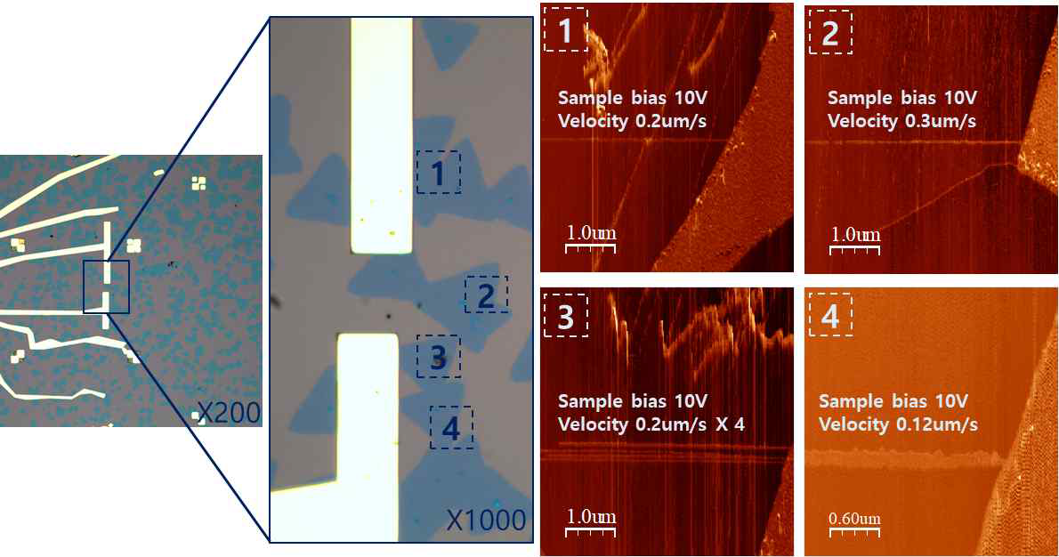 Cr/Au가 증착된 CVD MoS2의 광학적 이미지 및 샘플 bias와 스캔 속도 제어를 통해 AFM lithography 방법으로 선택적 산화시킨 CVD MoS2의 LFM 이미지
