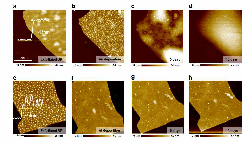 (a)-(d) Au 증착 후 시간에 따른 흑린의 AFM 이미지. (e)-(f) Al 증착 후 시간에 따른 흑린의 AFM 이미지
