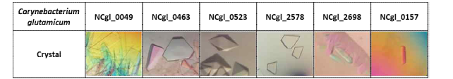 Crystal of ALDH enzymes