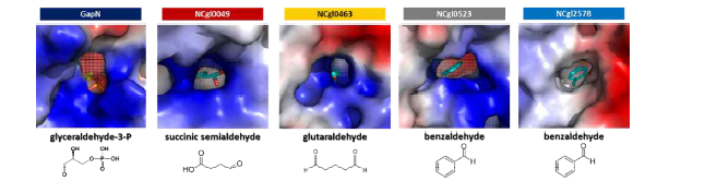 Molecular docking simulation of 4 ALDH enzymes