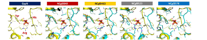 Comparison of 4 ALDH structures with GapN structure