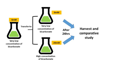 고농도의 bicarbonate 주 입 조건에서의 유전자 발현 변화 연구를 위한 실험 전략