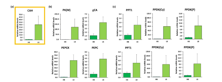 전사 수준에서의 유전자 발현 분석 (a) CAH 유전자 및 (b) 미콘드리아 내 CCM 관련 유전자 발현 변화 (c) Phosphoenolpyruvate (PEP)의 합성 및 운반과 관련된 유전자 (Cy : 세포질, P : 엽록체)