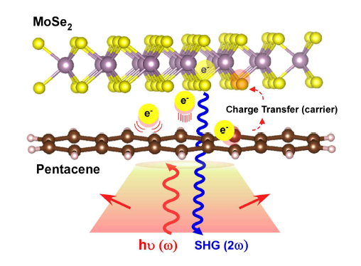 본 연구에서 탐구하고자 하는 유기물(Pentacene) - 무기물 (MoSe2) 이형접합 시스템에서 일어나는 전하이동 모식도