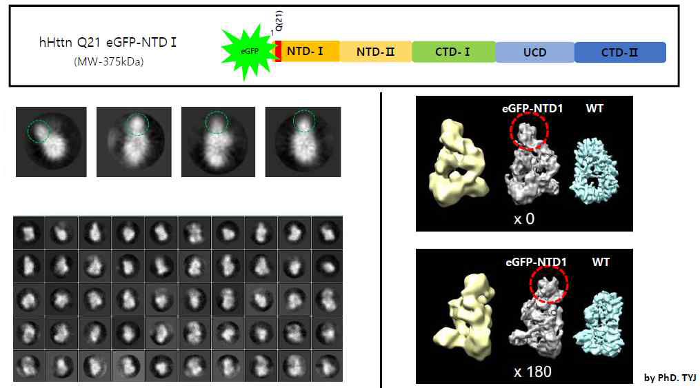 GFP 삽입 헌팅턴 단백질(Q21 eGFP-NTD1)의 초저온-전자현미경 분석 결과