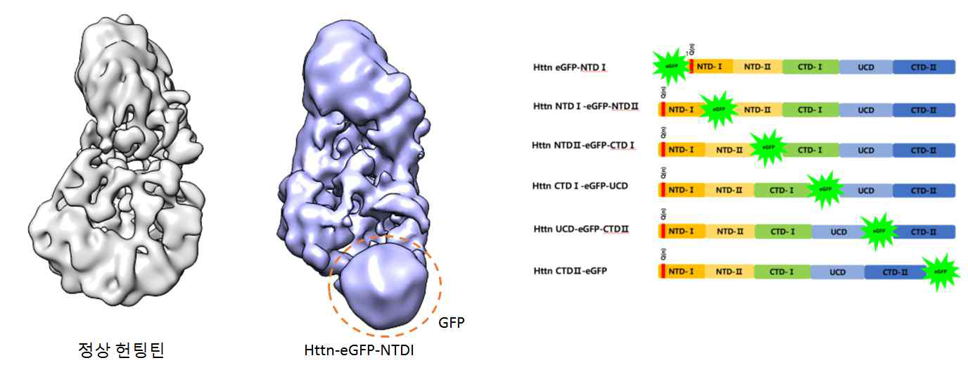 정상 헌팅틴 전자현미경 맵과 비교시 Httn-eGFP-NTDI 전자현미경 맵에서 확인된 GFP 추가 맵 (좌). 헌팅 틴의 도메인 규명을 위한 GFP 삽입 헌팅틴 단백질 리스트 (우).