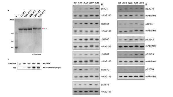 Huntingtin Q2, Q23, Q46, Q67, Q78의 정제 및 이를 이용한 Phosphorylation pattern 변화 분석.