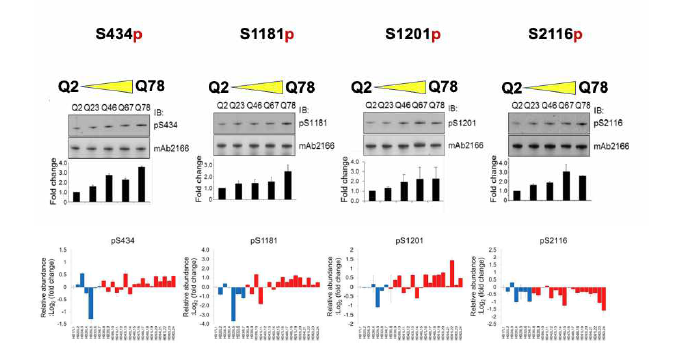 PolyQ 증가에 따른 Huntingtin의 phosphorylation level의 증가 (위: Western Blotting, 아래: Quantitiative Mass spectrometry 분석)