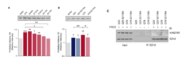 S2116 의 phosphorylation이 Huntingtin 의 PRC2 stimulation activity에 대한 영향 분석. (A., B. S2116의 인산화가 Huntingtin PRC2 stimulation기능에 중요; C. S2116A Huntingtin mutant가 PRC2와 결 합력 감소)