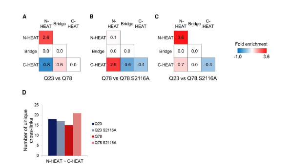 S2116 phosphorylation이 Huntingtin 전체 구조에 미치는 영향 분석