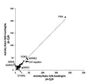 Huntingtin Kinase Screening