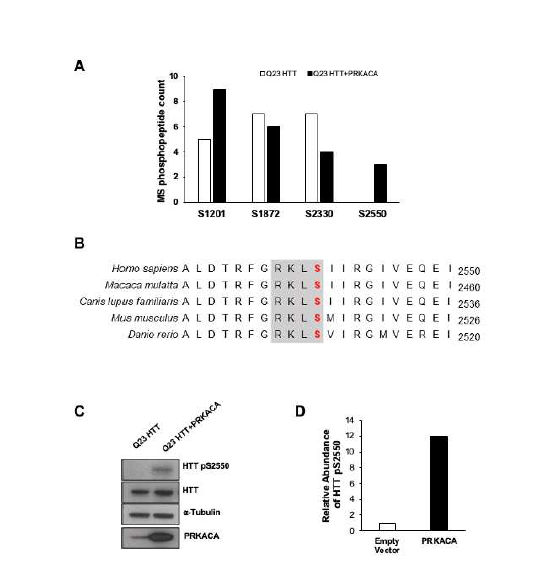 PKA의 Huntingtin S2550 phosphorylation