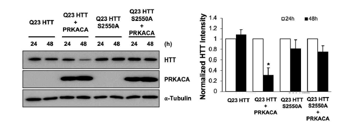 PKA Huntingtin S2550의 인산화로 인한 Huntingtin 양 감소