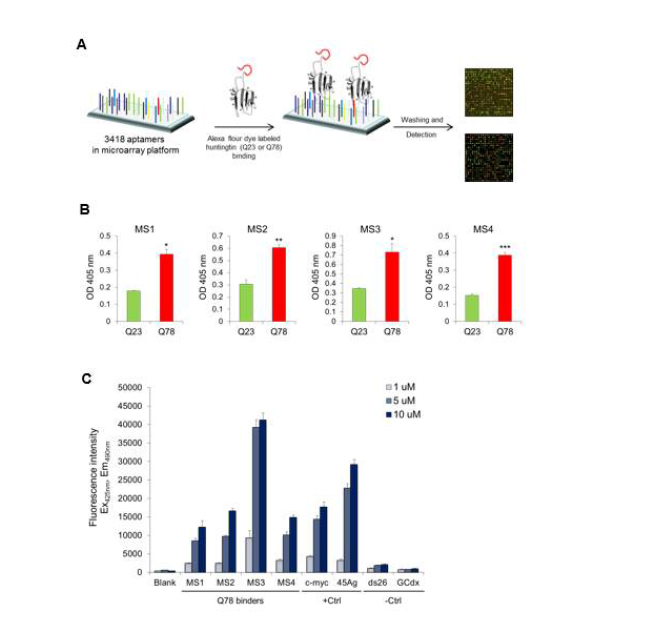 PolyQ 확장 헌팅틴 특이적 결합하는 Aptamer 스크리닝. A. G-quadruplex Aptamer screening. B. 동정된 Apatamer 의 polyQ 확정 헌팅틴 특이적 결합 확인