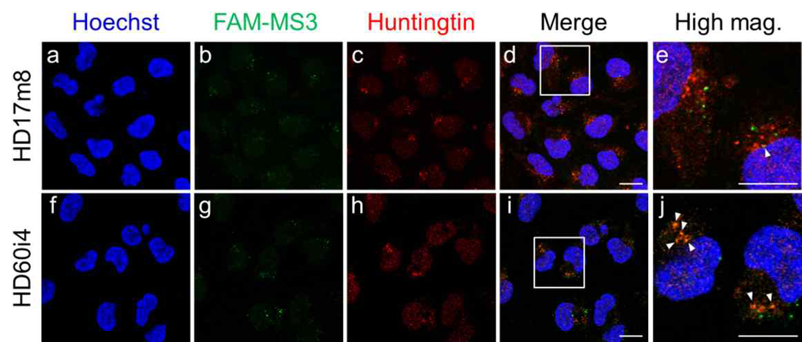 MS3 Aptamer 의 세포내 polyQ 확장 헌팅틴 (HD60i4) 과 co-localization