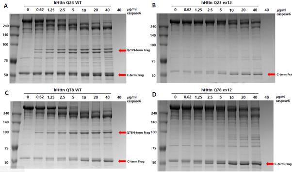 Caspase-6 단백질과 4가지의 헌팅턴 단백질을 이용한 제한적 분해효소 처리 실험 4가지 종류의 헌팅턴 단백질이 실험을 위해 사용되었다. 각 실험의 결과는 헌팅턴 Q23 WT (A), Q23 del12 isoform (B), Q78 WT (C), Q78 del12 isoform(D)을 이용하여 진행한 결과이다.