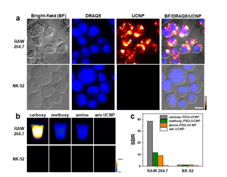 두가지 세포에서의 UCNP 배양 및 특성확인 (RAW264.7, NK-92 cells)