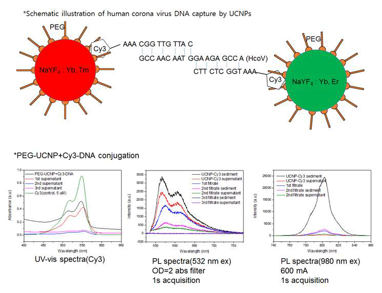 PEGylated UCNP와 Cy3-DNA 간의 conjugation결과. UV-vis과 PL을 통한 Cy3 dye의 확인과 PL을 통한 UCNP의 확인