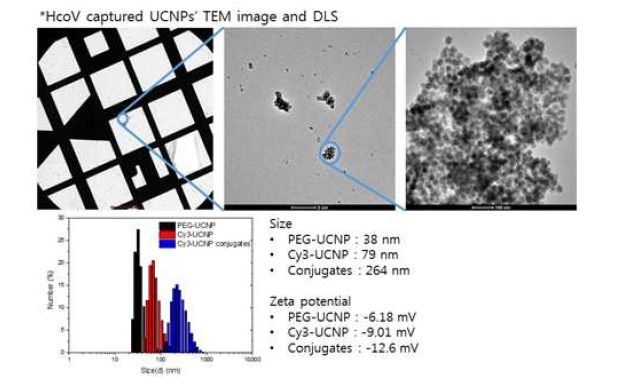 Human corona virus captured UCNP의 TEM, DLS and zeta potential data