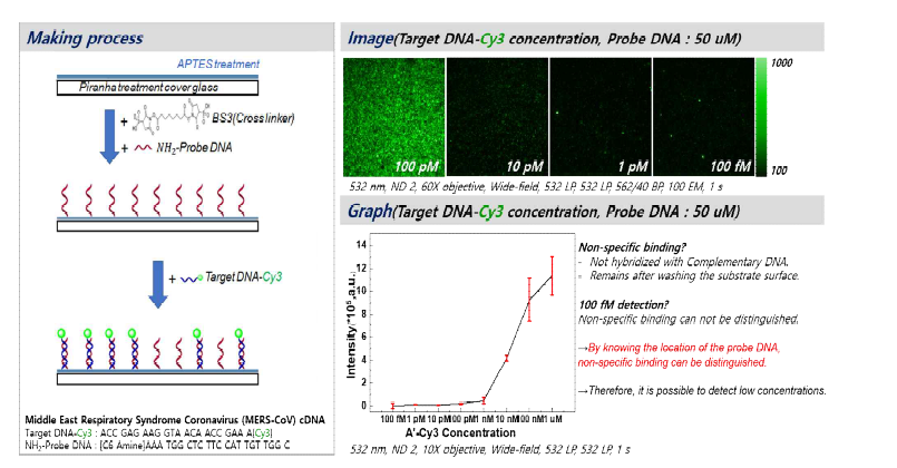 MERS-CoV cDNA 검출 바이오 센서 제작 과정 및 532 nm 레이저를 이용해 형광 dye인 Cy3 를 관찰하여 Target DNA-Cy3의 농도를 낮춰가며 비교 검출한 이미지와 농도에 따른 형광 세기 그래프