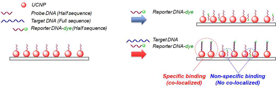 UCNP의 표면 개질을 통해 UCNP-Probe DNA conjugation을 한 후 피라 냐 처리한 커버 글라스에 스핀 코팅을 하여 기판에 부착시킴, 이후 Reporter 와 Target 을 넣어 주는 UCNPs based biosensor