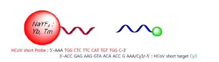 Oleic acid capped UCNP와 Cy3-DNA 간의 conjugation결과. UV-vis과 PL을 통한 Cy3 dye의 확인과 PL을 통한 UCNP의 확인