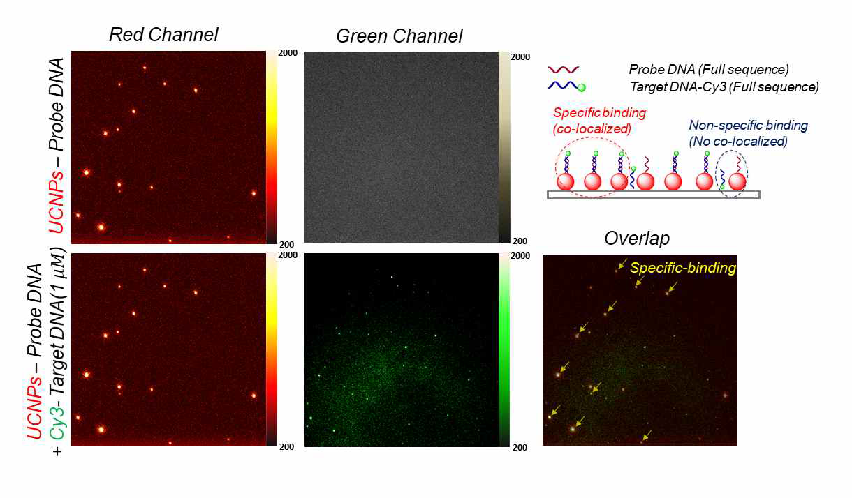 OA UCNP-Probe DNA 와 Cy3-Target DNA간의 Hybridization 결과. Target DNA를 넣기 전과 후로 동일한 샘플 이미징. 980 nm 레이저로 UCNP-Probe DNA의 위치 확인 및 532 nm 레이저로 Target DNA의 위치 확인