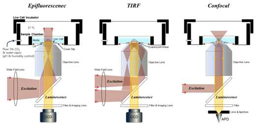 형광기반 현미경 기술 (Epi-fluorescence microscopy, TIRF (total internal reflection fluorescence) microscopy, Confocal microscopy)
