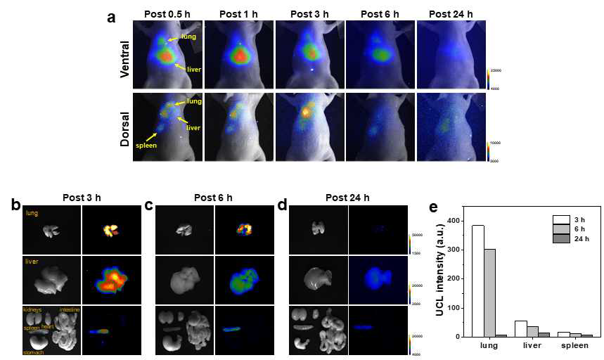 UCNP 표지된 NK-92 세포를 정맥주사하여 시간에 따른 biodistribution 확인