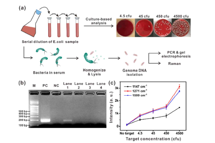 E. coli 시료의 배양 기반 분석, PCR과 라만 기반 분석 방법과 민감도 비 교 [Sens. Actuat. B 2021, 349, 130784]