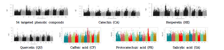 54 targeted phenolic compunds 총 함량, CA, HE, QU, CF, PR, SA에 대한 GWAS 결과 manhattan plot