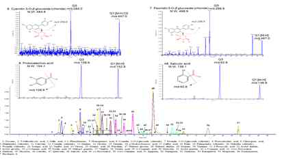 55 targeted phenolic compounds와 2 amino acids의 ion chromatogram과 대표적인 2가지 물질의 MS/MS spectra와 fragmentation schemes
