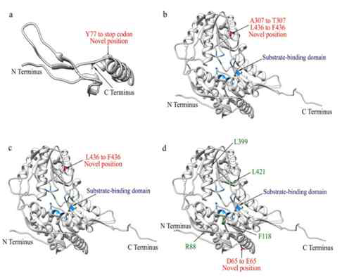 BADH2의 3차원 단백질 구조 a: 단백질 위치 Y77(Hap_9)에서 재배종 RWG-431의 신규 기능 부위. b: 단백질 위치 A307 및 L436(Hap_16)에서 야생벼의 신규 기능 부위. c: 단백질 위치 L436(Hap_17)에서 야생 벼의 신규 기능 부위. d: 단백질 위치 D65(Hap_26)에서 야생 벼의 신규 기능 부위.
