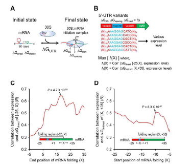 번역 효율에 영향을 미치는 mRNA 2차구조 탐색