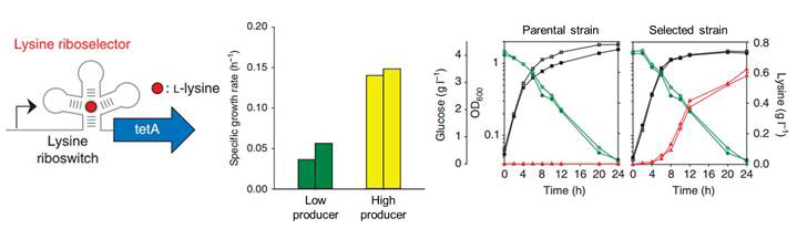라이보셀렉터를 이용한 라이신 생산 대사 경로 최적화 예비 결과